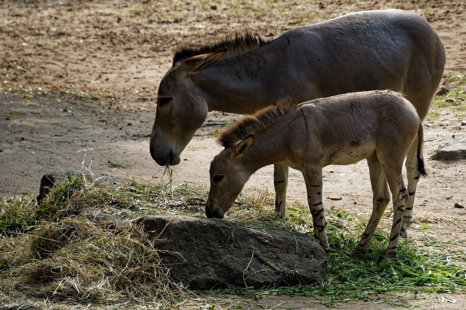 Somali-Wildesel