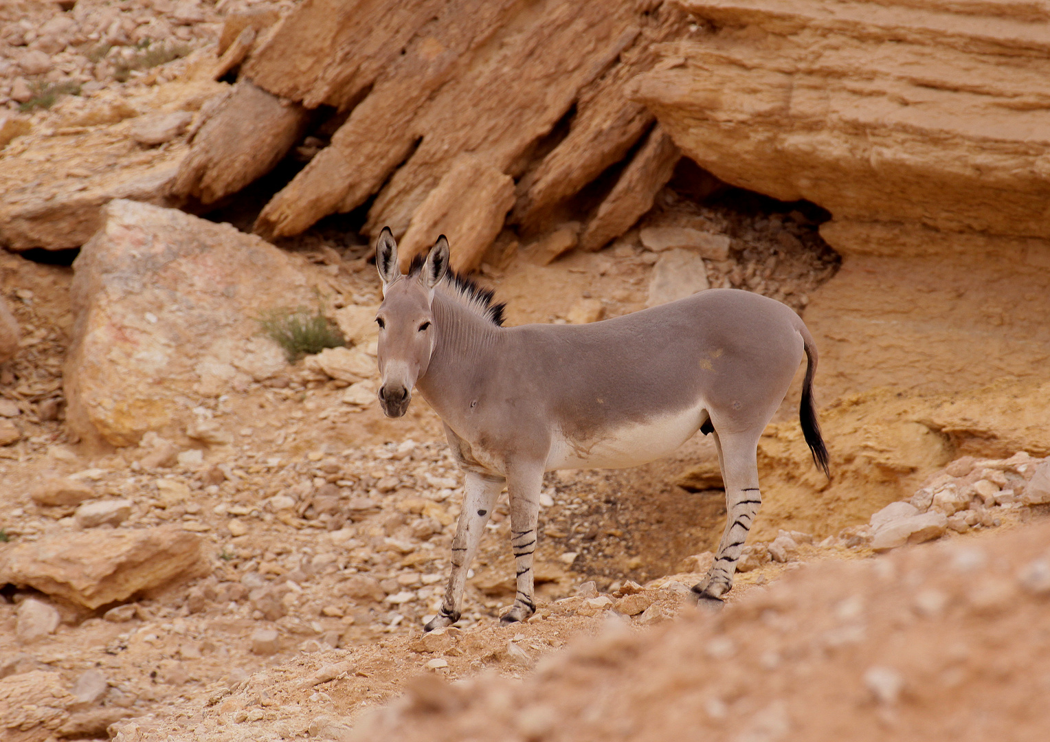 Somali-Wildesel in Zofar