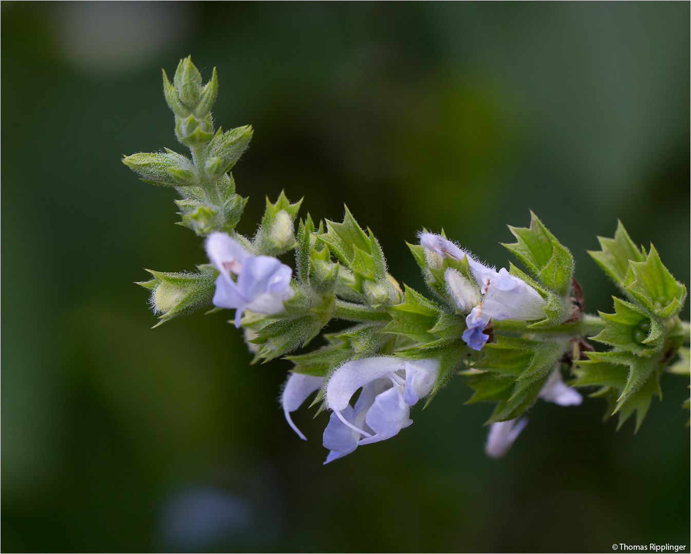 Somalia-Salbei (Salvia somalensis).