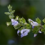 Somalia-Salbei (Salvia somalensis).