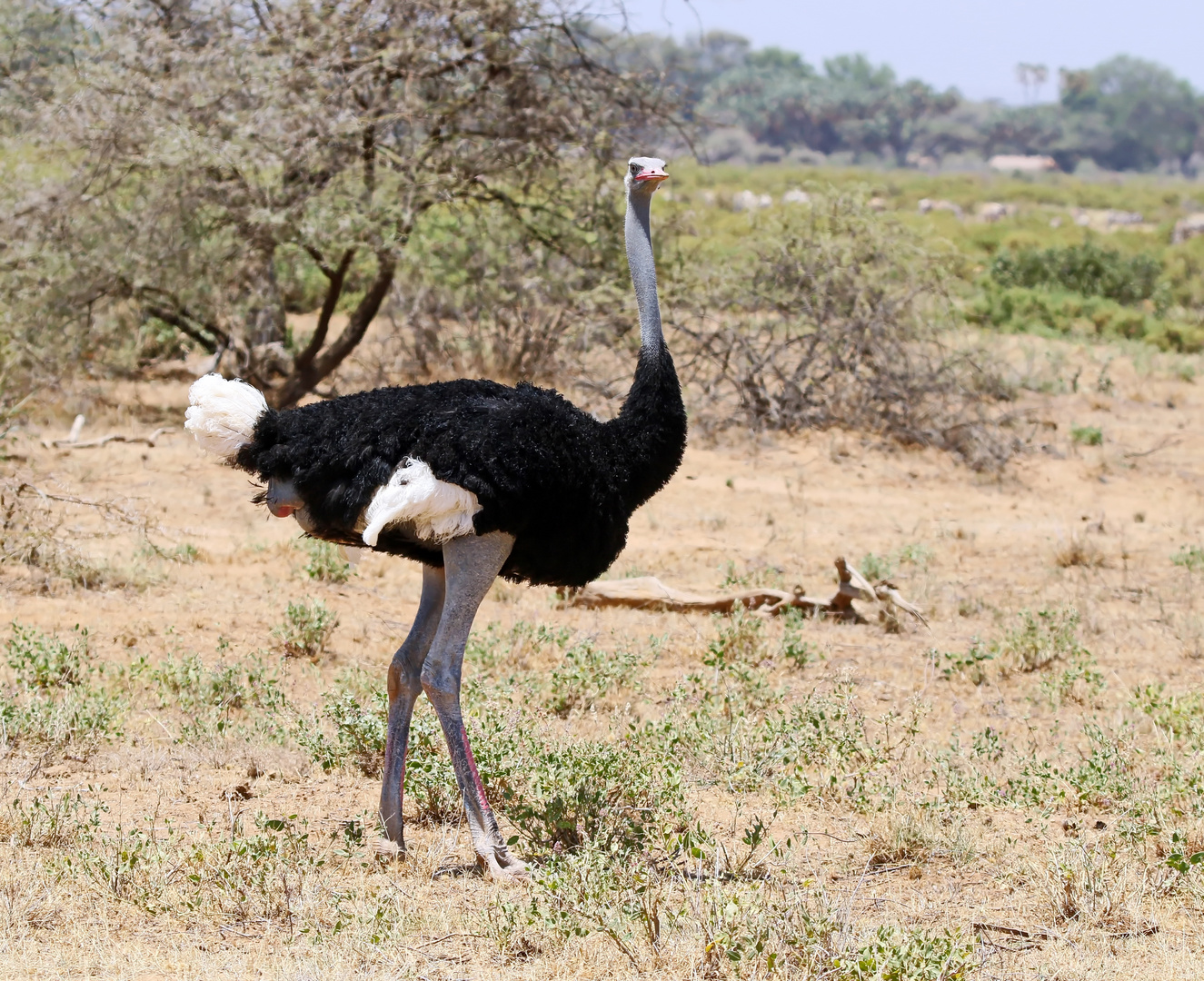 Somalistrauß