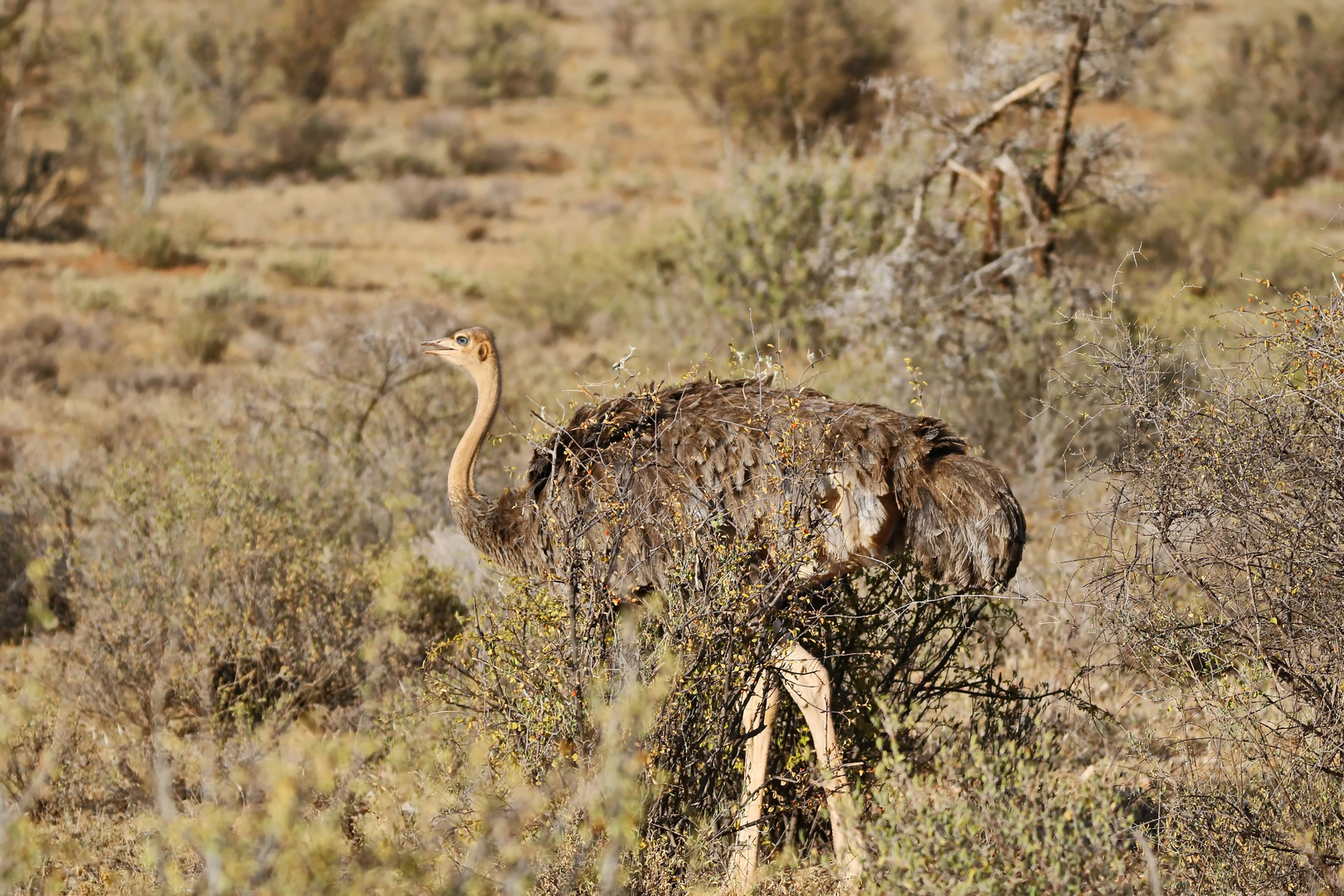 Somalistrauß