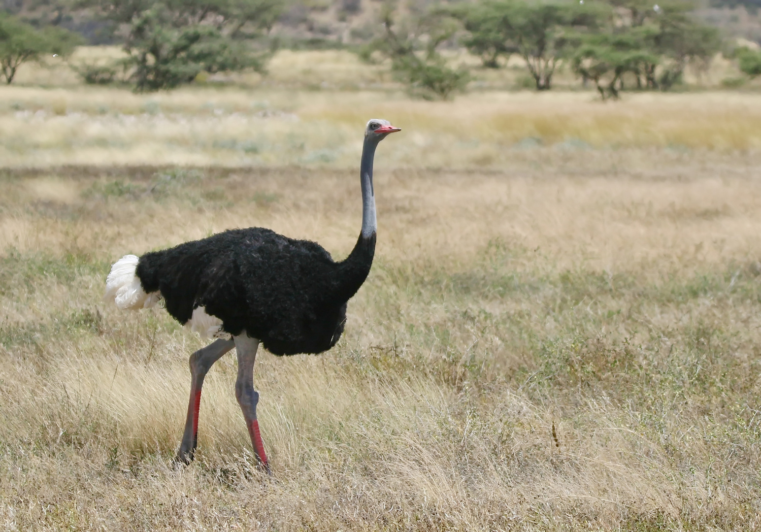 Somalistrauß (Struthio molybdophanes) Foto & Bild natur, tiere, vögel