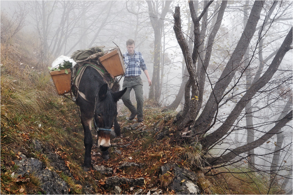 somaro nella nebbia