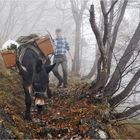 somaro nella nebbia