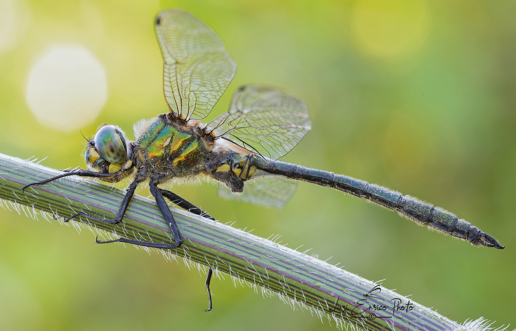 Somatochlora Meridionalis (Nielsen, 1935)