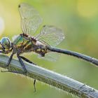 Somatochlora Meridionalis (Nielsen, 1935)