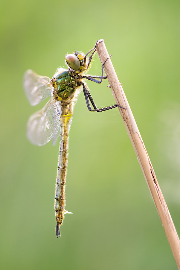 Somatochlora metallica