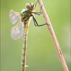 Somatochlora metallica