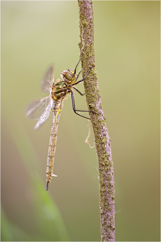 Somatochlora metallica