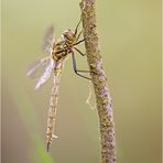 Somatochlora metallica