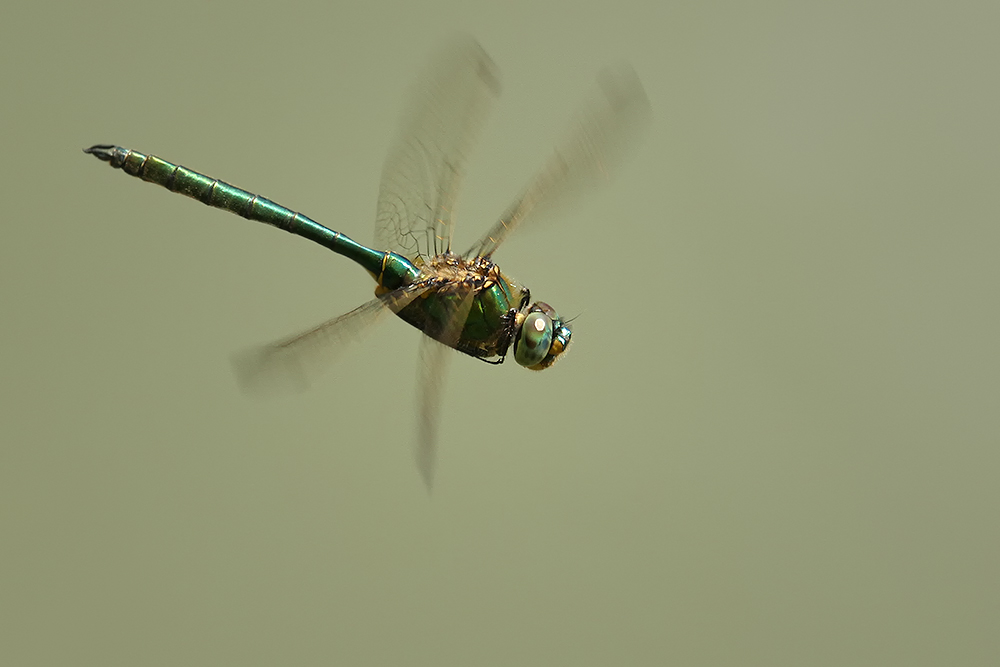 Somatochlora metallica