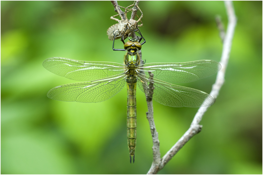 Somatochlora metallica