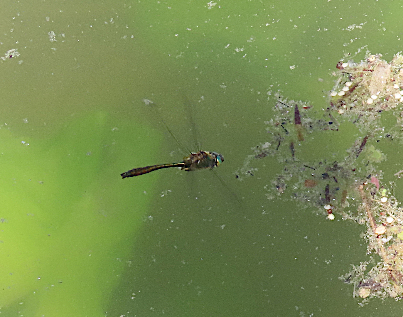 Somatochlora metallica (Glänzende Smaragdlibelle)