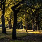 Sombras del atardecer.