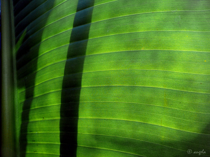 sombras interiores: hojas de streliztia