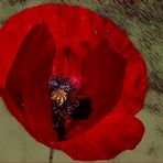 Sombre coquelicot