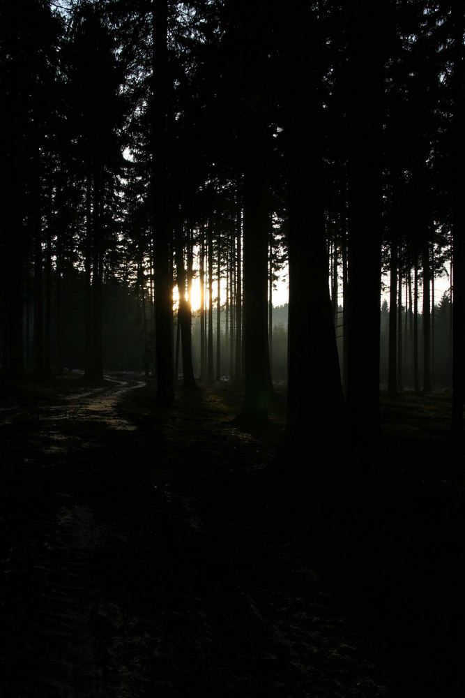 SOMBRE FOREST