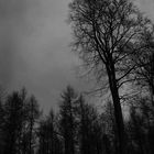 sombre forest