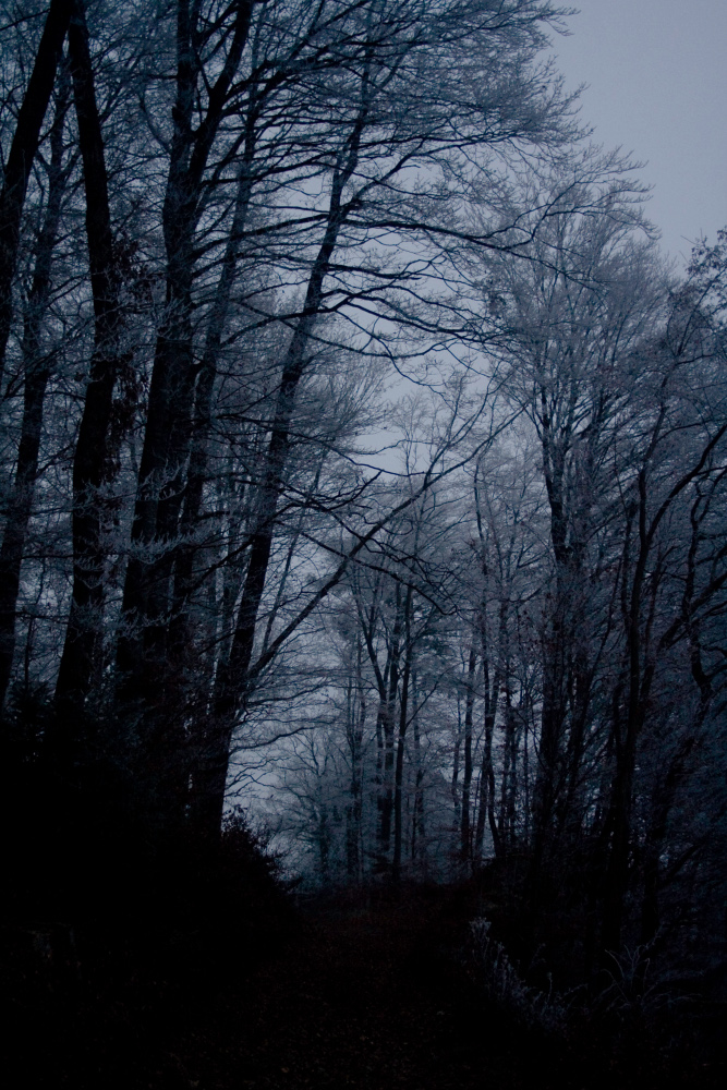 sombre forest.