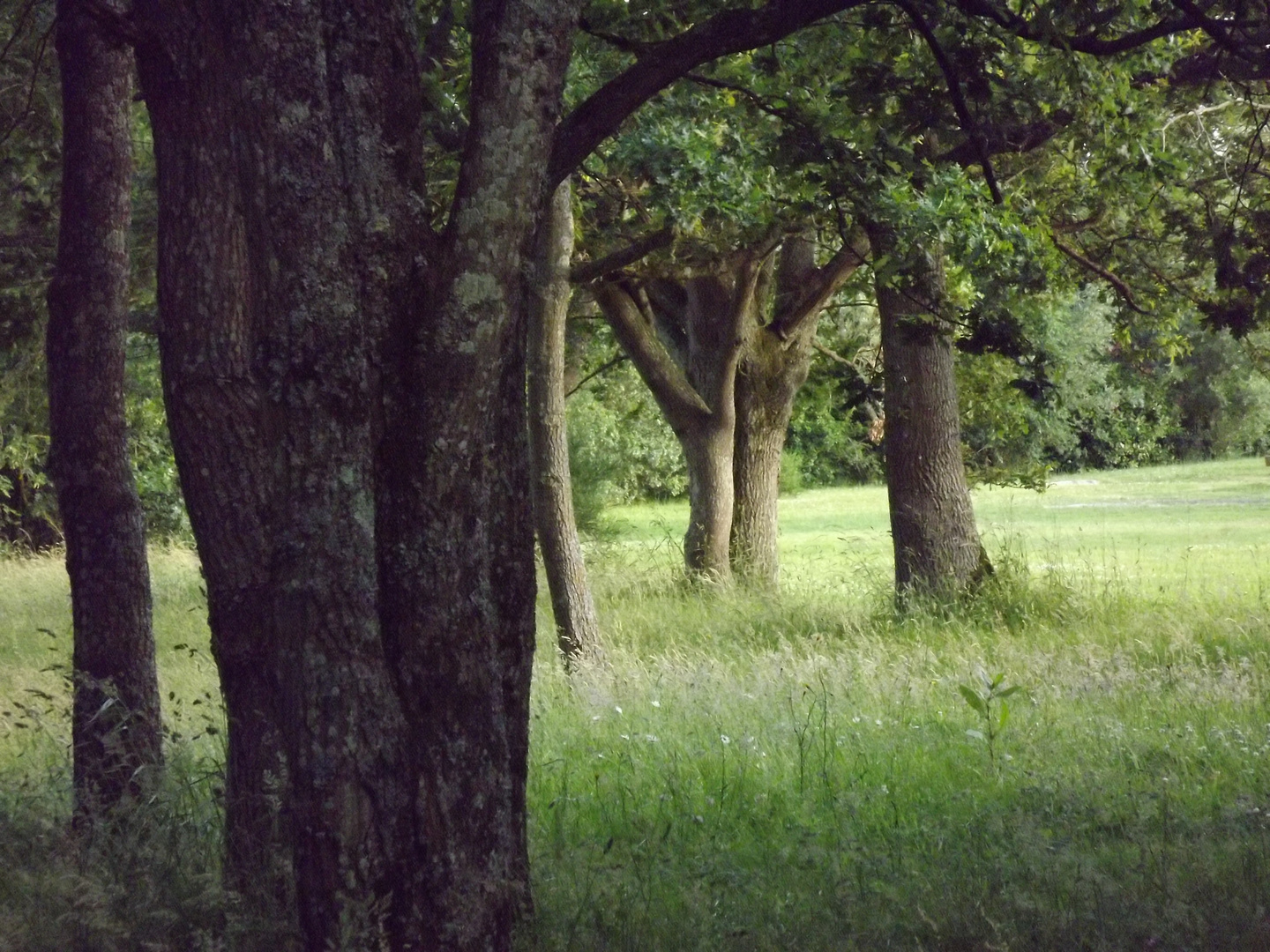 Sombre Foret