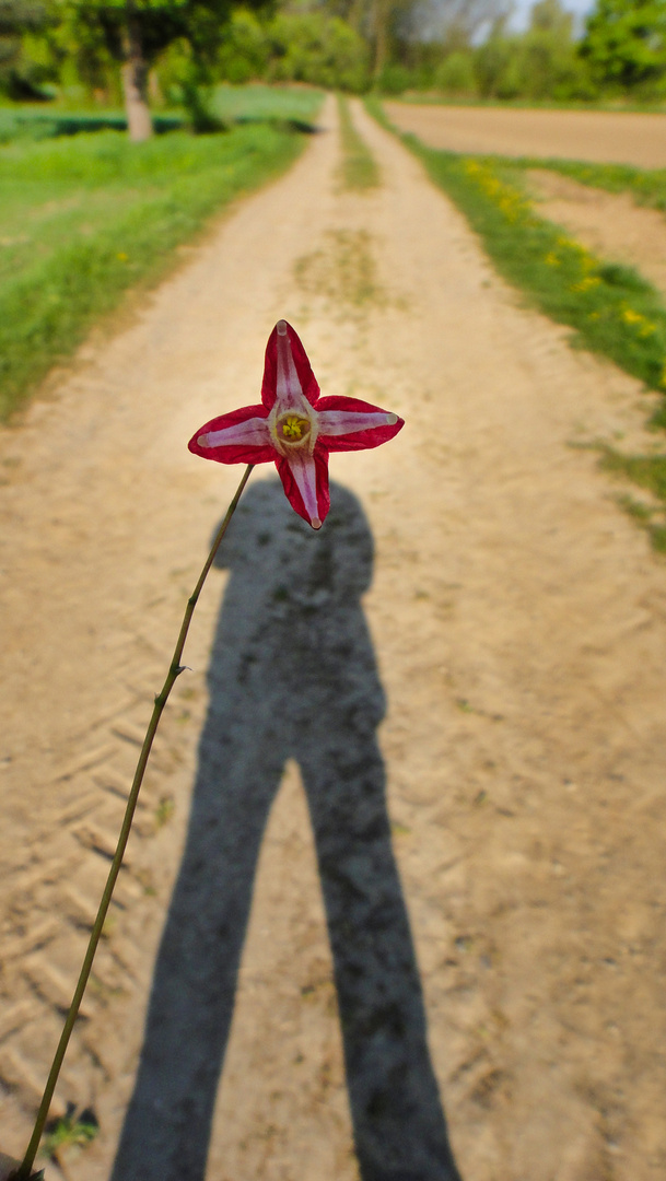 Sombrero