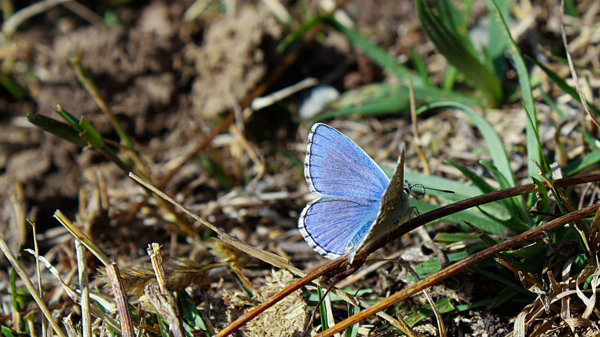 Some Blue in the Green