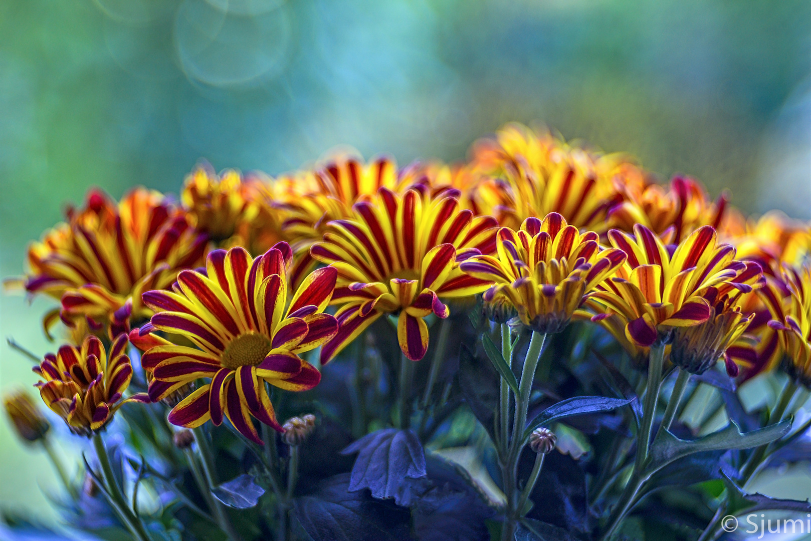 Some chrysanthemums