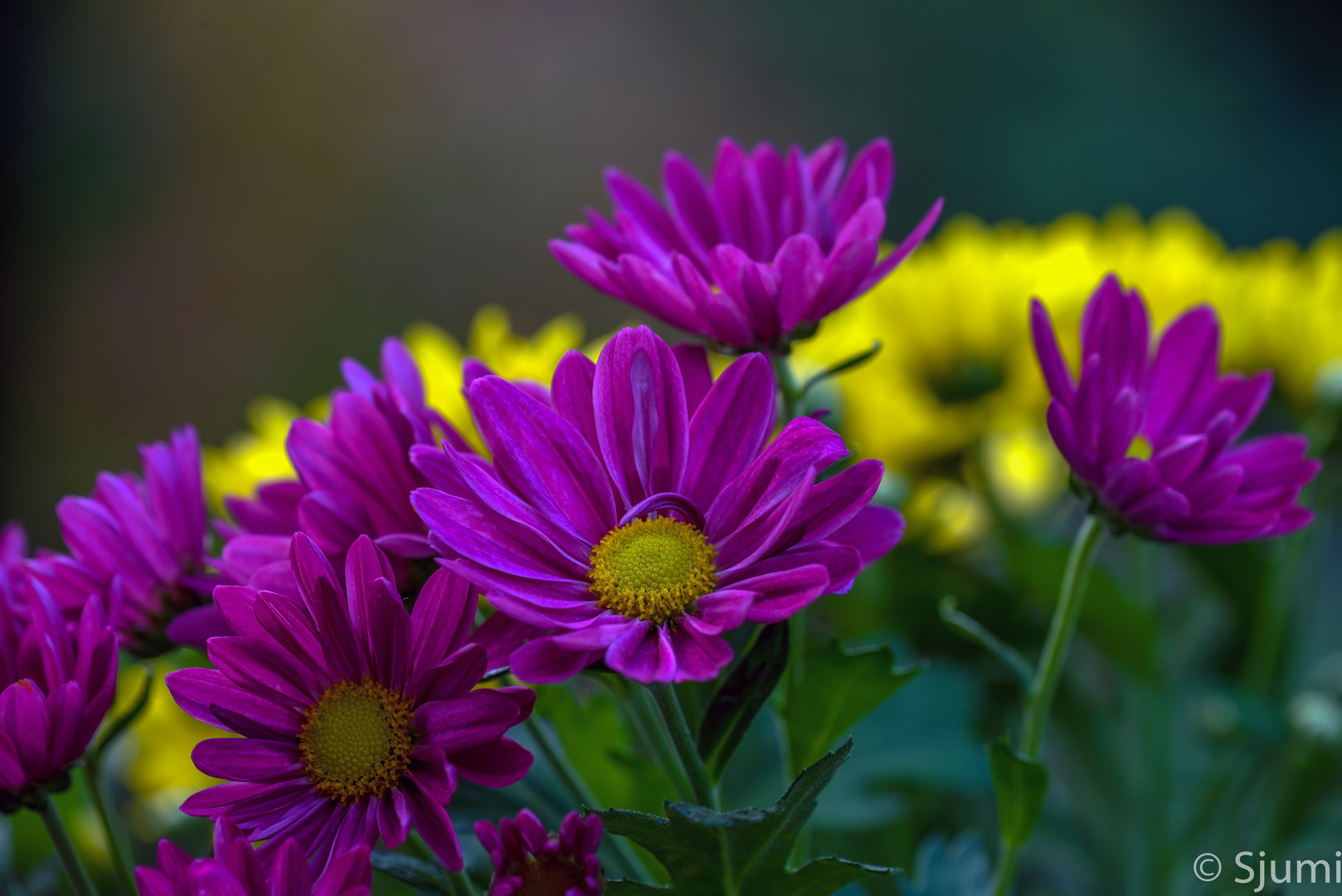 Some chrysanthemums