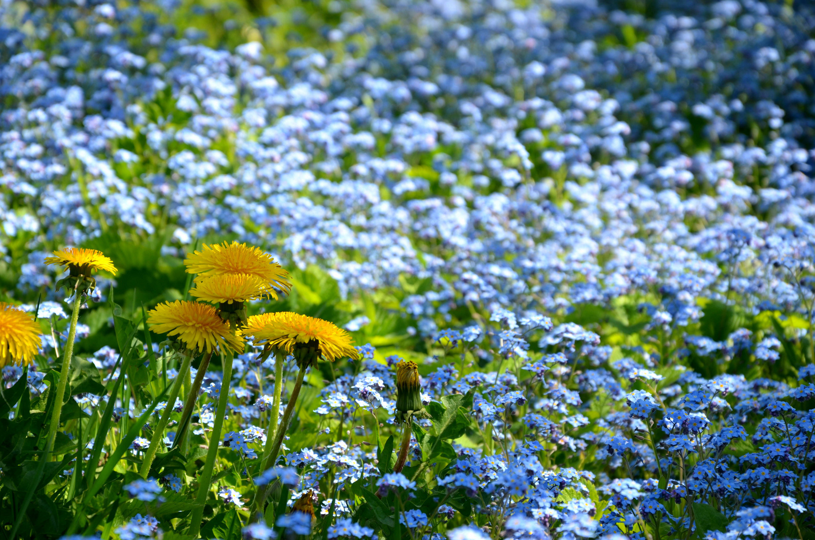 Some "Dandy Lion" --- Taraxacum and Myosotis