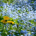 Some "Dandy Lion" --- Taraxacum and Myosotis