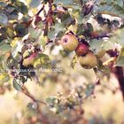 some delicious fruits on the delicious Kodak Portra 400NC