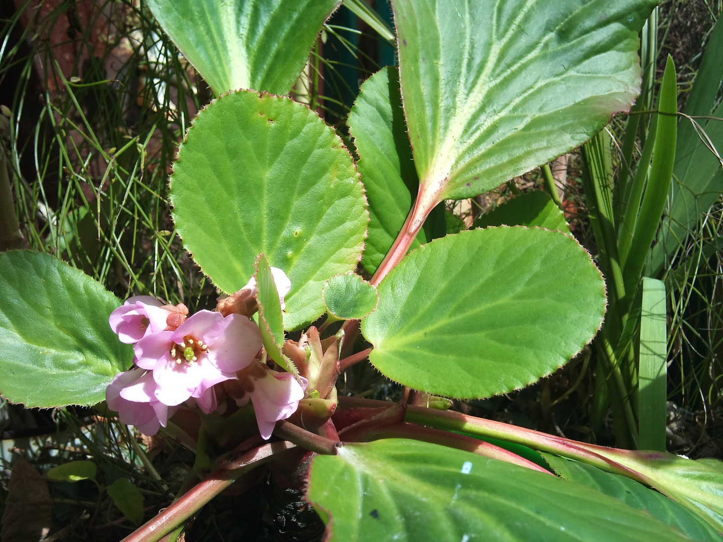 some flower in spring