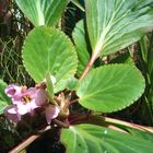 some flower in spring