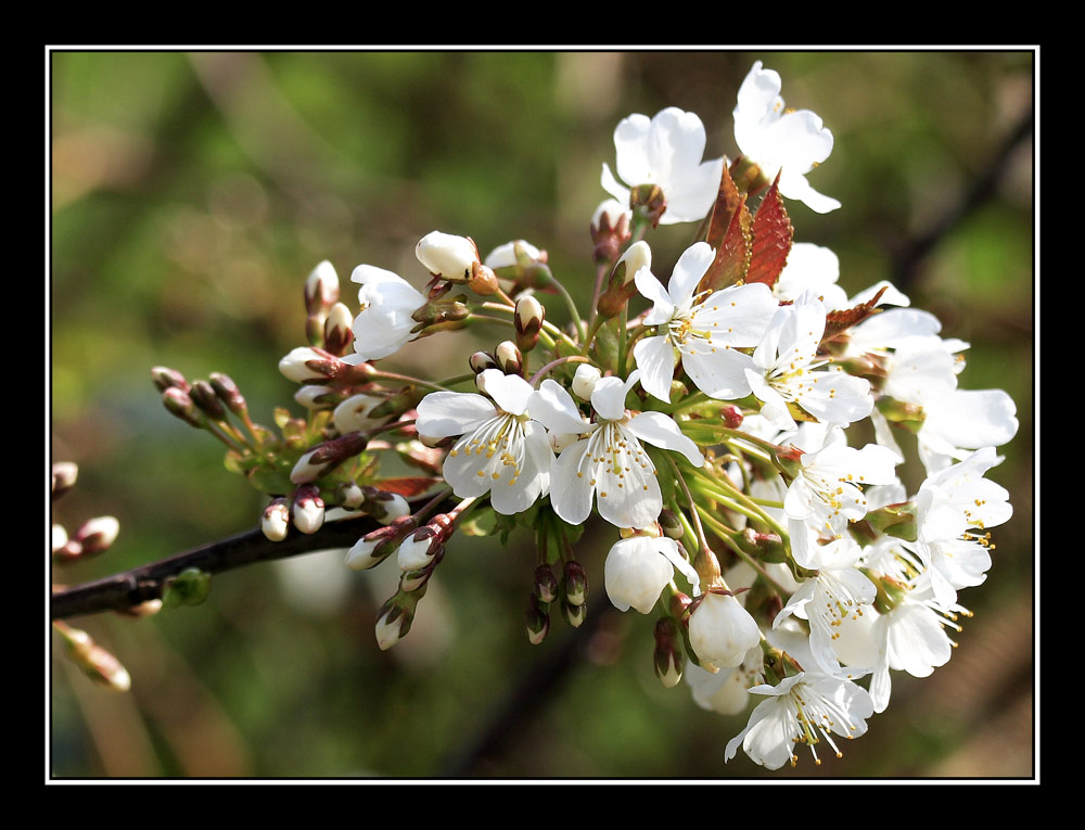 Some flower things