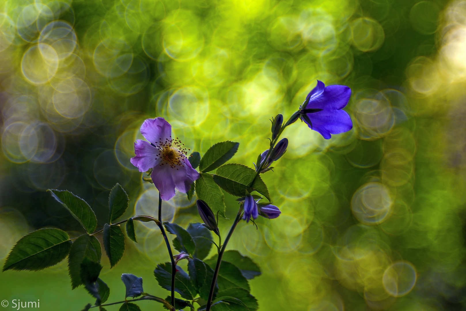 Some flowers