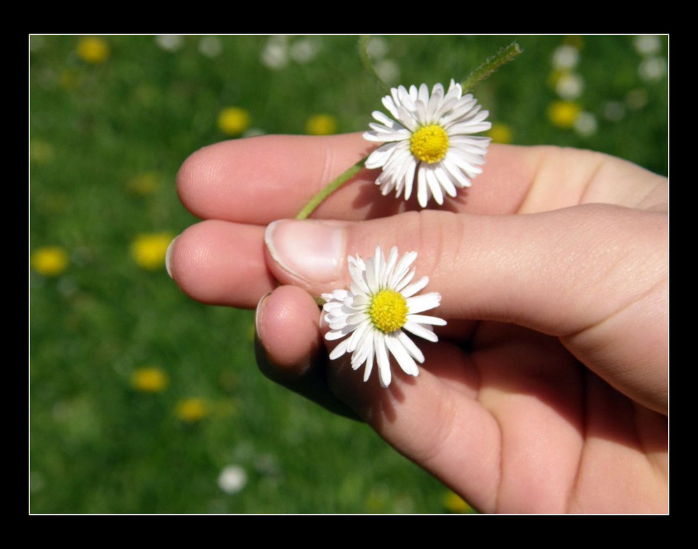 Some Flower`s in the Hand