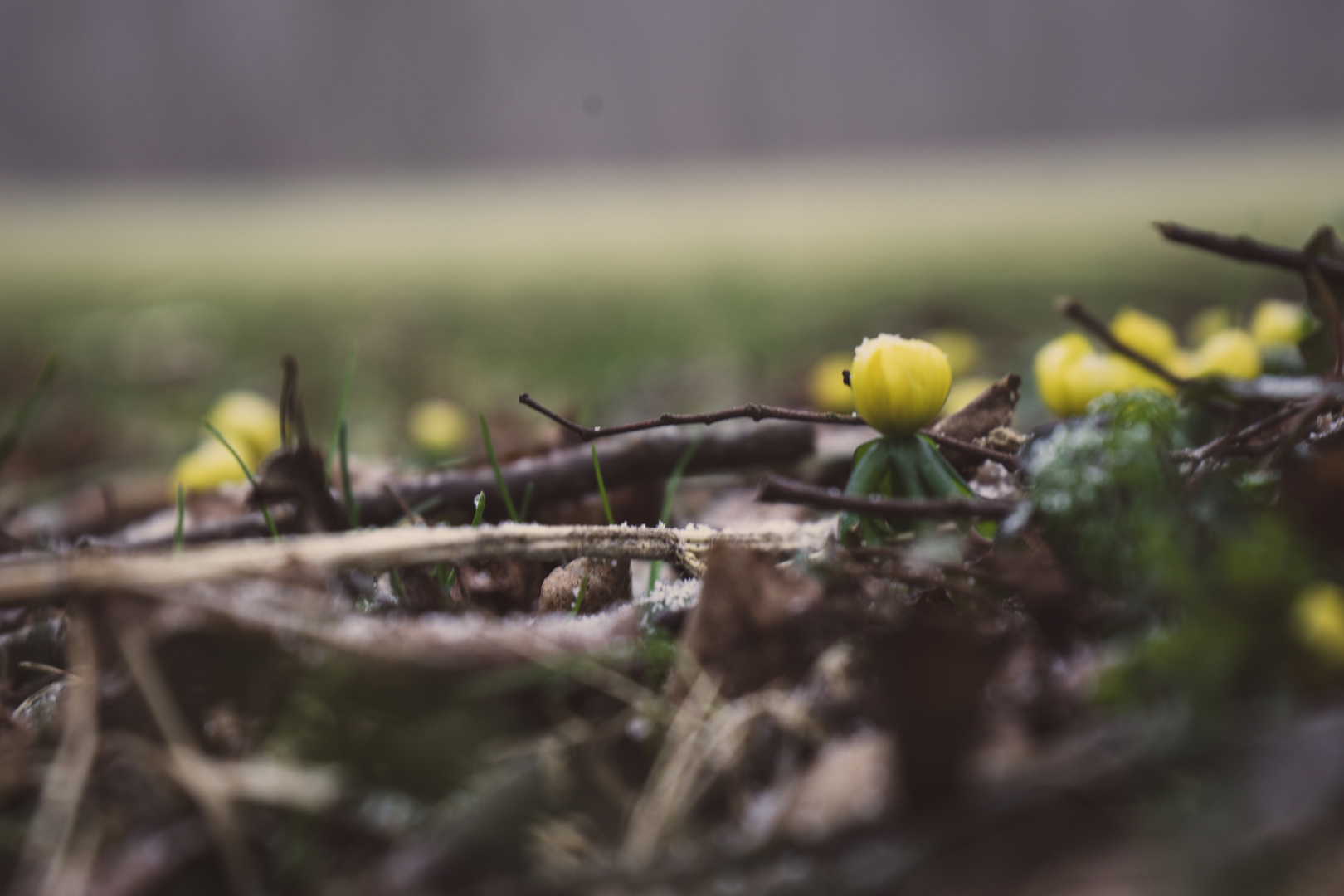 Some Flowers in Winter ??