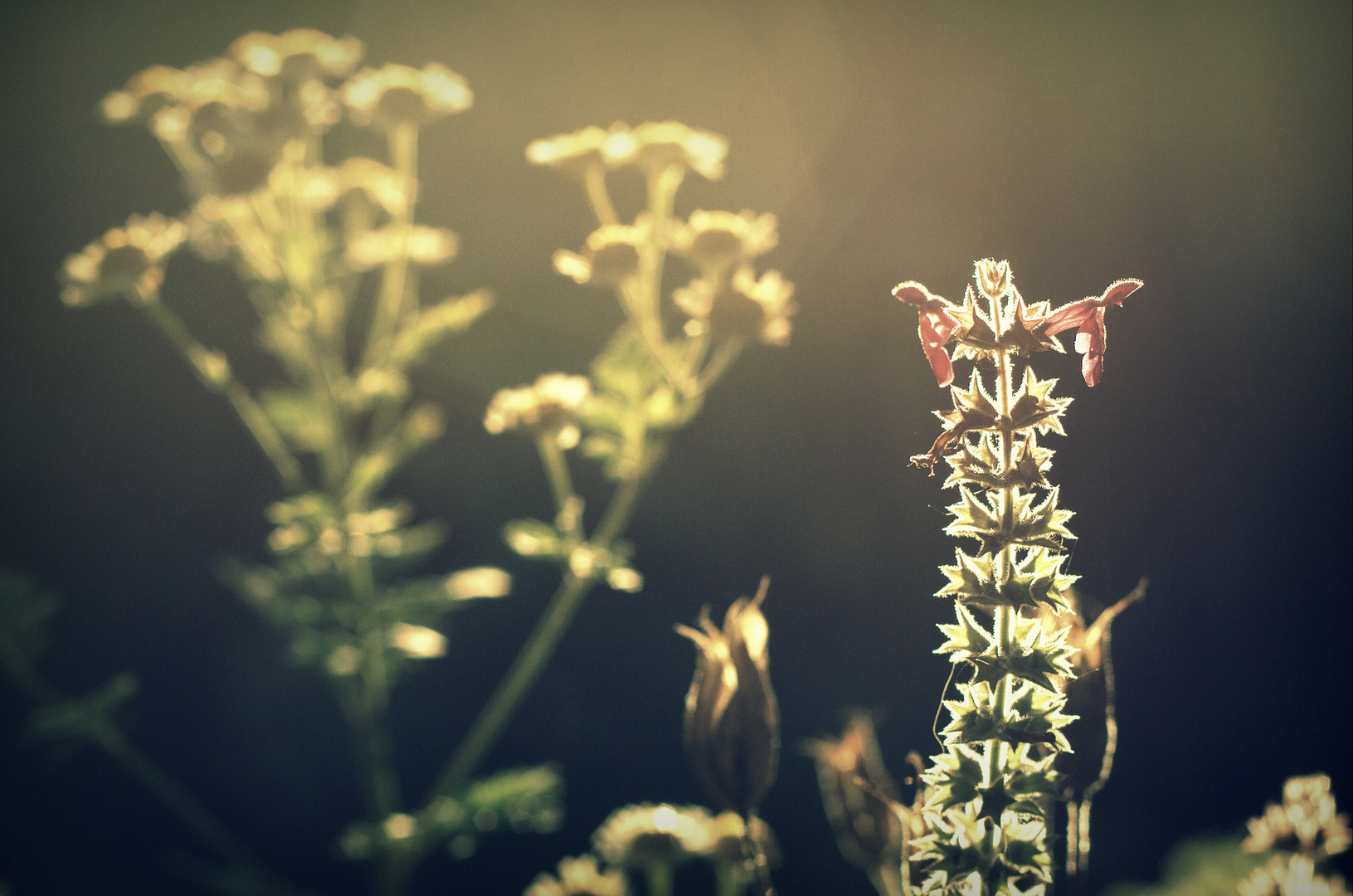 some garden flowers