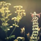 some garden flowers