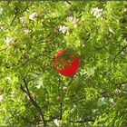 Some Hot Red in my Green Leaves