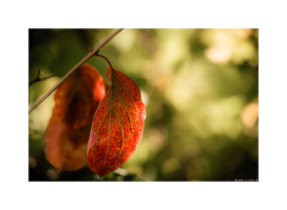 Some leaves are even red