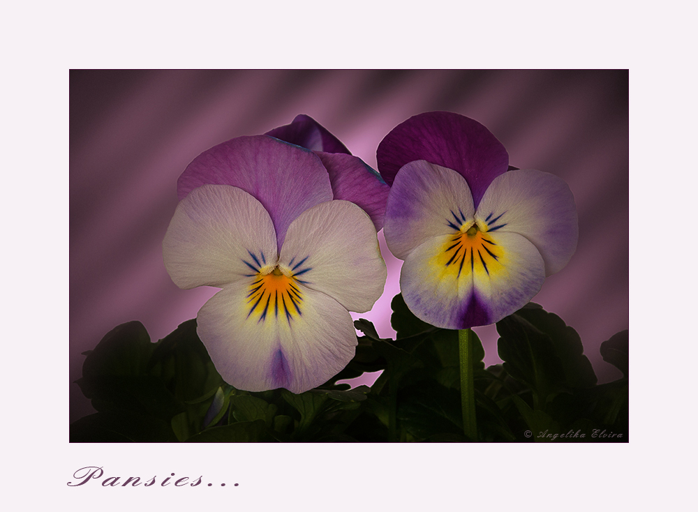 Some little pansies....