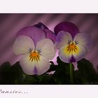 Some little pansies....