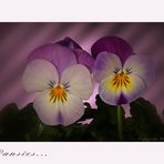 Some little pansies....