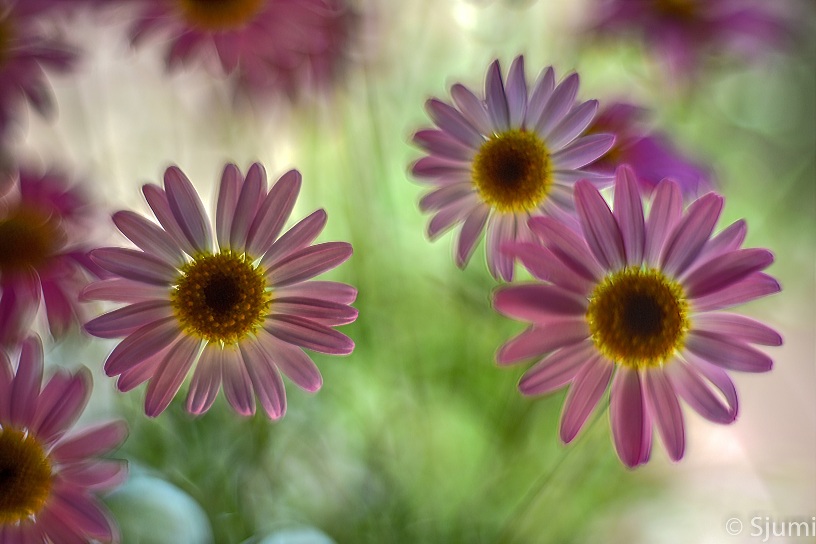 Some marguerites