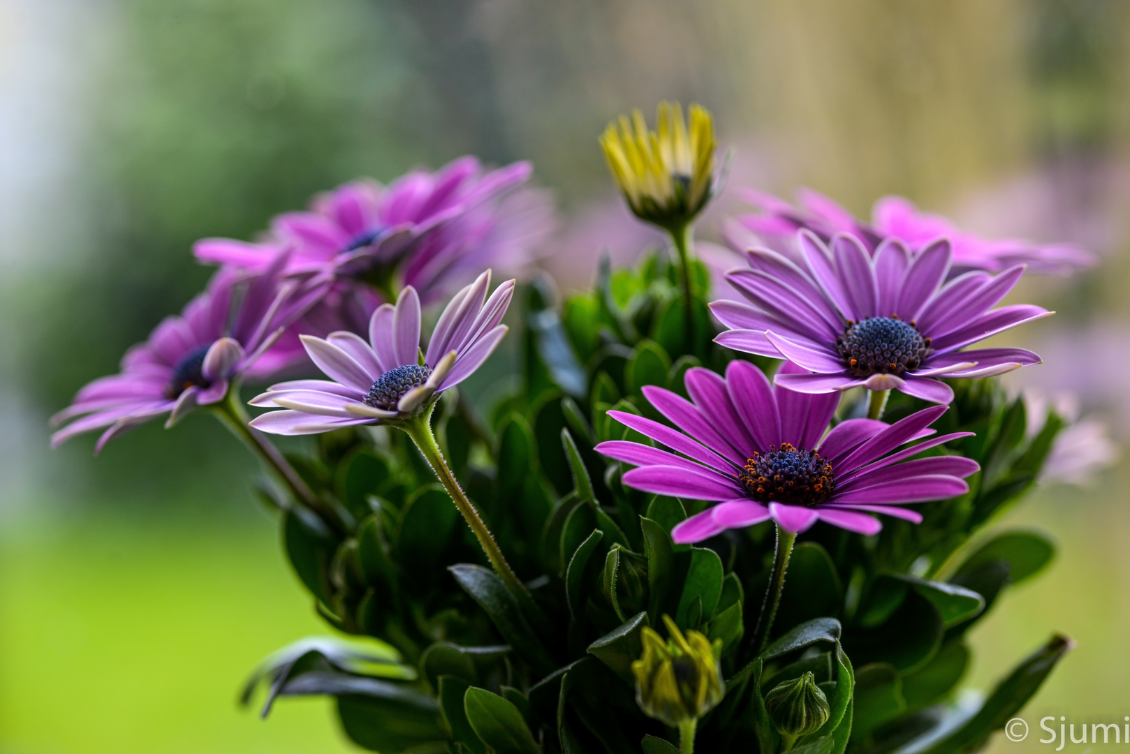 Some marguerites