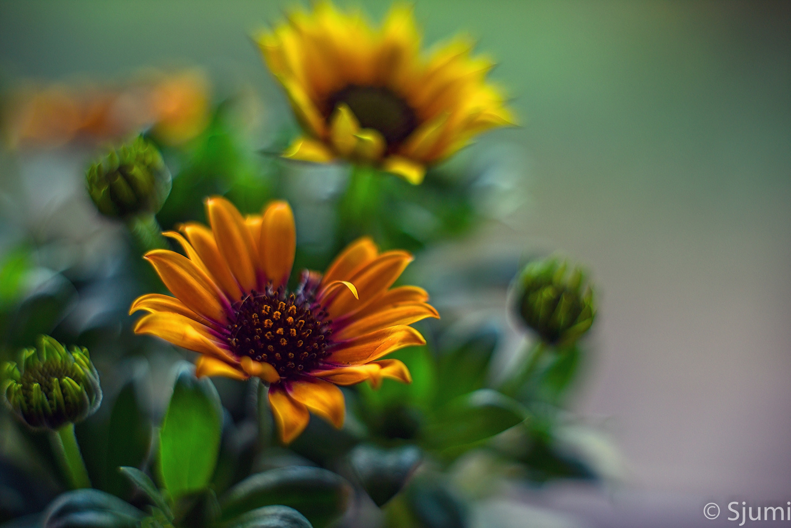 Some marguerites picturesque