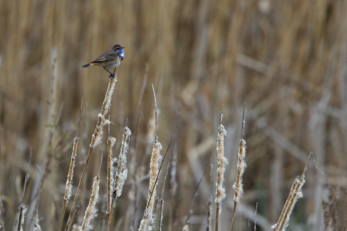 Some more Facts about Bluethroats