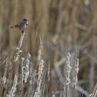 Some more Facts about Bluethroats